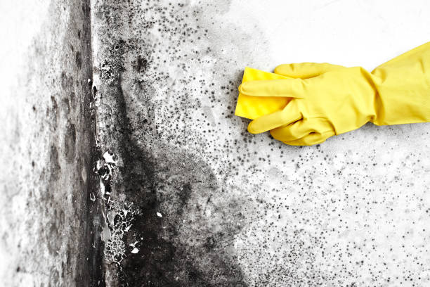 Mold Removal Process in China Grove, TX