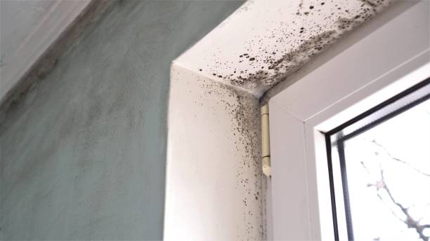 Best Professional Mold Removal  in China Grove, TX