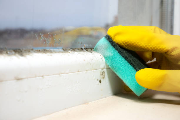 Office Mold Removal Services in China Grove, TX