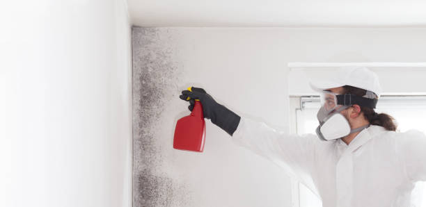 Best Affordable Mold Removal  in China Grove, TX
