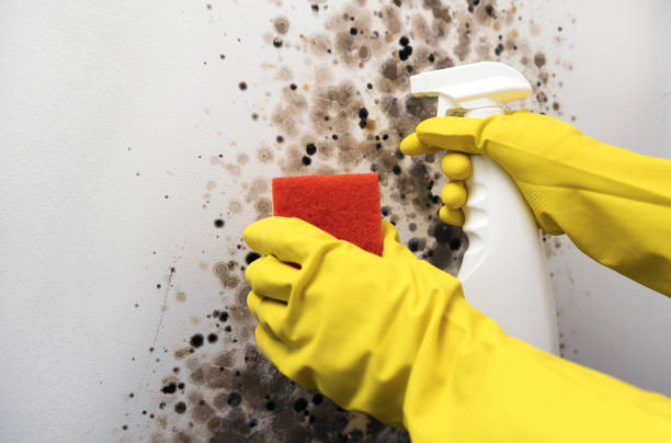 Best Commercial Mold Removal  in China Grove, TX