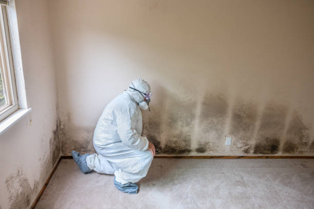 Best Emergency Mold Removal  in China Grove, TX