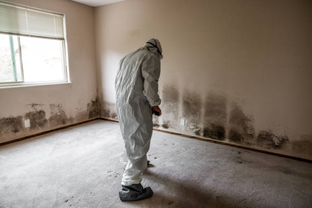 Best Commercial Mold Removal  in China Grove, TX