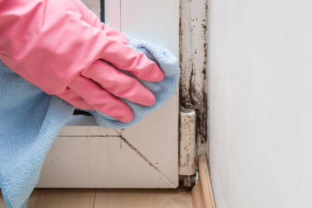 Best Same-Day Mold Removal  in China Grove, TX